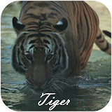 Tiger Video Live Wallpaper icon