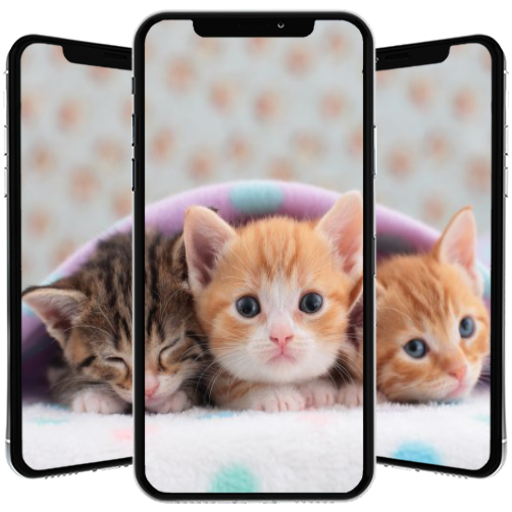 子猫の壁紙 Google Play のアプリ