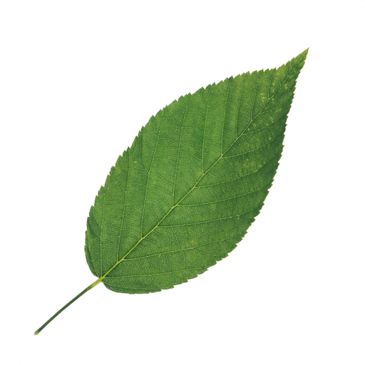 Breeze Up - Leaf Adventure logo