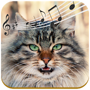Top 24 Music & Audio Apps Like Sonidos de Gatos - Best Alternatives