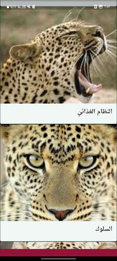Android application معلومات عن الفهد بدون نت screenshort
