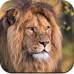 Cover Image of Download Lion Wallpapers 4K  APK