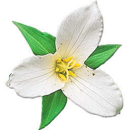 Imagem do ícone Washington Wildflowers