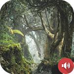 Cover Image of Download Jungle Sounds  APK