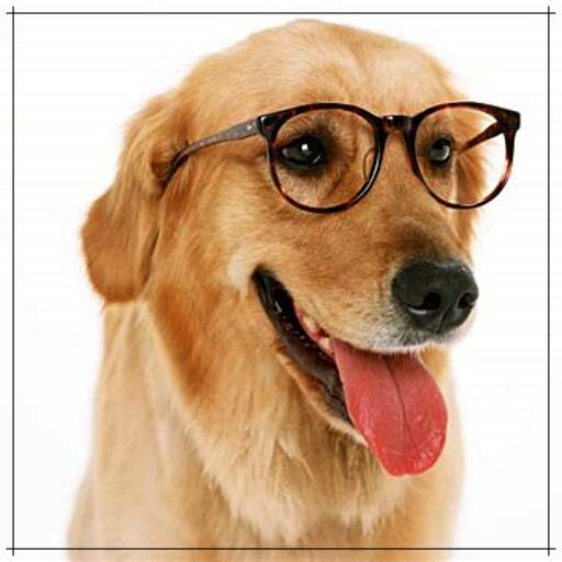 Dog Wallpaper HD Download on Windows