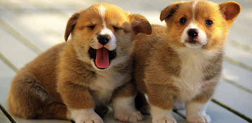 Cute Puppies Puzzle