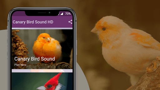 Android application Canary Bird Sounds screenshort