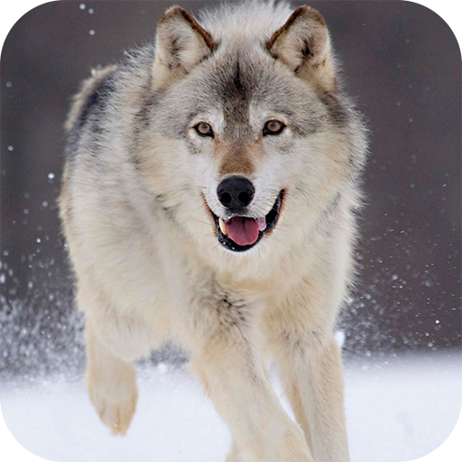 Wolf Live Wallpaper  Icon