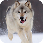 Cover Image of डाउनलोड भेड़िया लाइव वॉलपेपर  APK