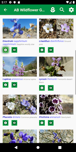 Anza-Borrego Wildflowers Screen 3