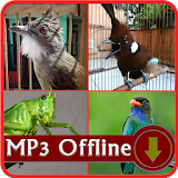 Masteran Kasar isian Suara burung Offline icon