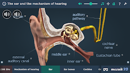 screenshot of The mechanism of hearing 3D