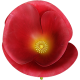 Poppy Flower 3D icon