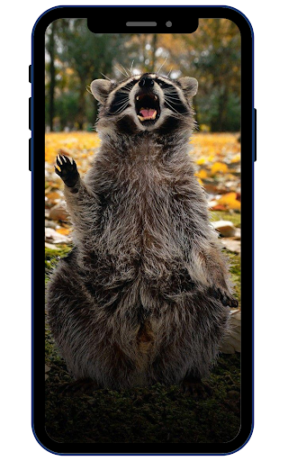 Raccoon Wallpapers Screen 3