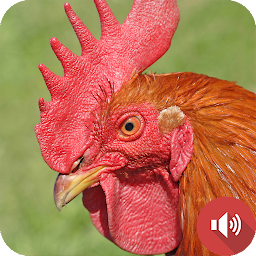 Icon image Rooster Sounds