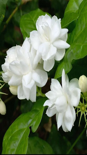 Jasmine wallpaper