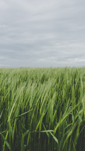 Android application rice field wallpaper screenshort