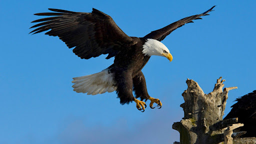Bald Eagle Wallpaper HD Screen 2