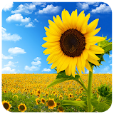 Sunflowers Flowers Puzzles icon