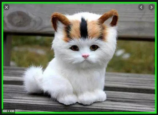Beautiful Cats Wallpapers Screen 3