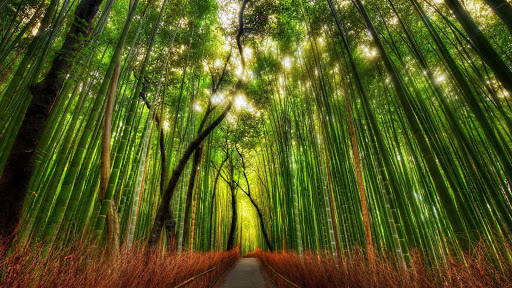 Forest Live Wallpaper