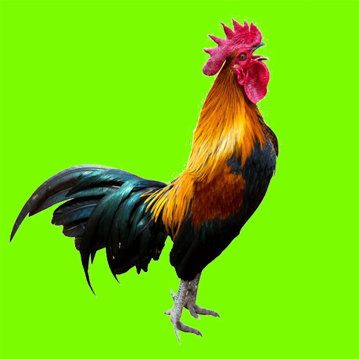 Rooster crowing real sound Download on Windows