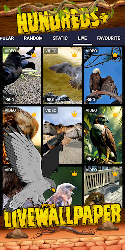 bird of prey wallpaper Screen 3