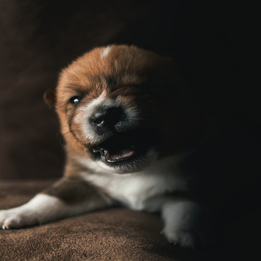 Android application Dog Growling Sounds screenshort
