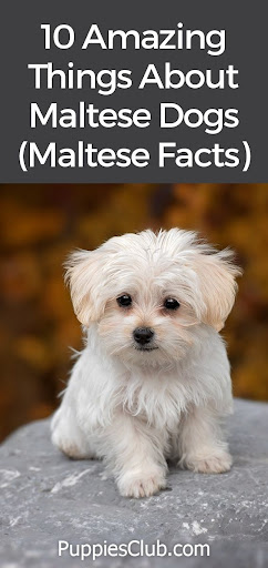 Maltese Dog Wallpapers Screen 3