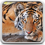 Cover Image of Download Tiger Live Wallpaper 22.0 APK