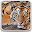 Tiger Live Wallpaper Download on Windows