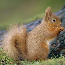 Squirrels Jigsaw Puzzles