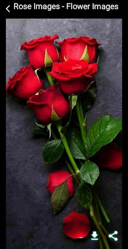 Rose Images - Flower Images Screen 3