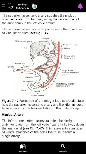 Medical Embryology