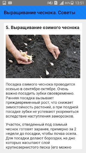 Выращивание чеснока. Советы