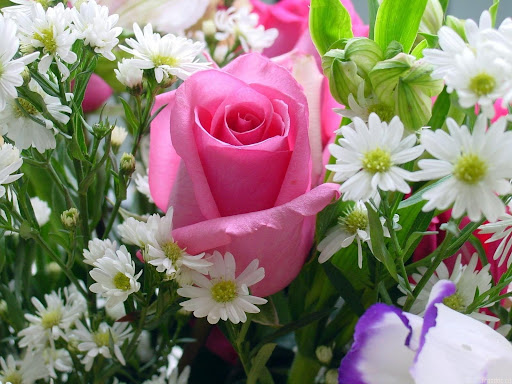 Flowers Wallpaper - Collection Screen 3