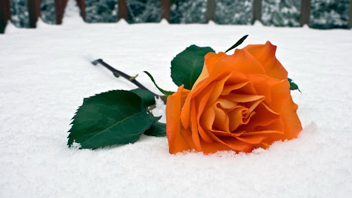 Orange Rose Wallpapers 6