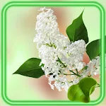 Cover Image of Download Lilac Flowers  APK