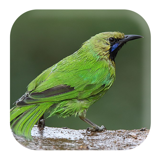 Leafbird Sounds logo