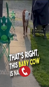 Cow Fake Video Call