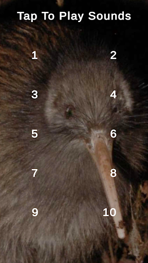 Android application Kiwi Bird Sounds Nz screenshort