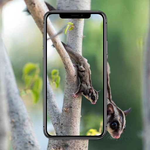 Sugar Glider Wallpaper