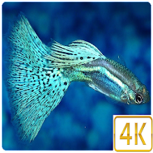 3D Guppy Fish Wallpapers Pro - Phiên Bản Mới Nhất Cho Android - Tải Xuống  Apk