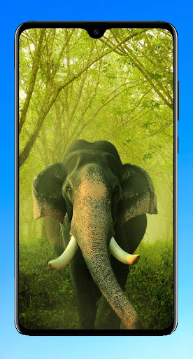 Elephant Wallpaper Screen 2