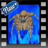 Scary Spider icon