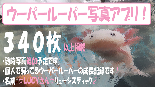Android application ｳｰﾊﾟｰﾙｰﾊﾟｰ写真ｽﾗｲﾄﾞｱﾌﾟﾘ(ｲﾝｽﾀ) screenshort