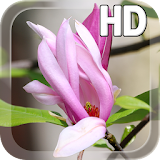 Magnolia Flower LWP icon