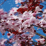 Cherry Blossom HD Snowfall Lwp icon