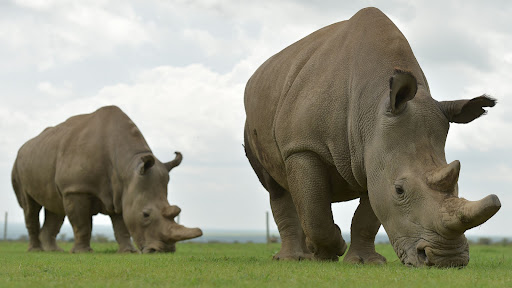 Rhinos Wallpaper Screen 3
