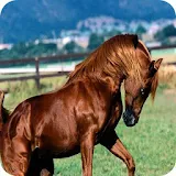 Horse Stallion HD pictures icon